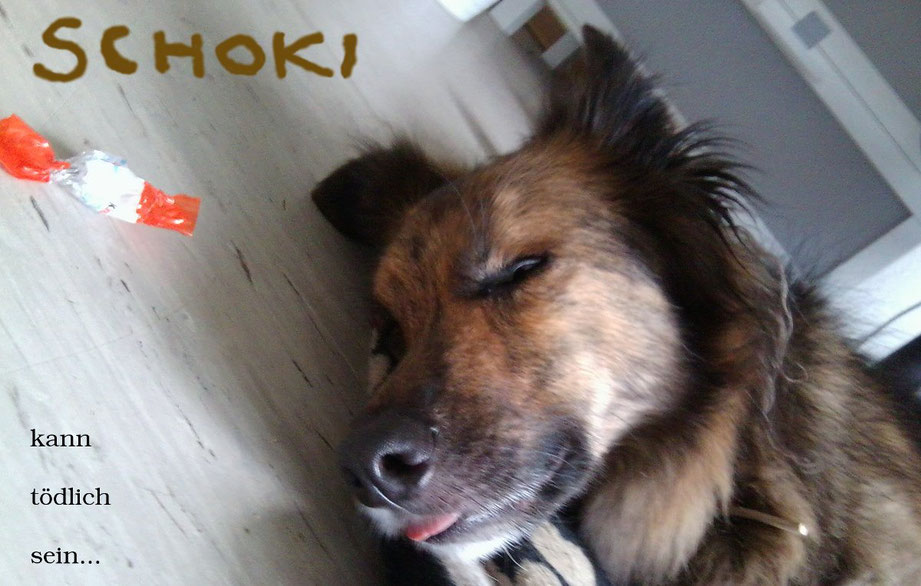 Hunde Schokolade