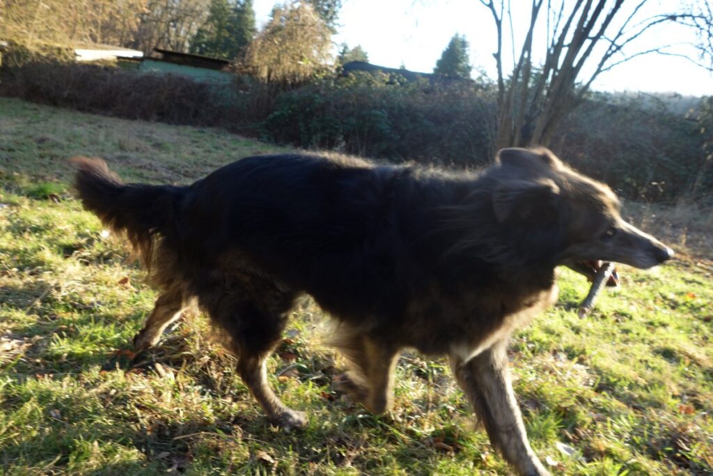 DipthDesign Hundehalsband Shop Hunde-Geburtstagsparty Hundefreunde